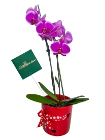 Orquídea a Domicilio en CDMX