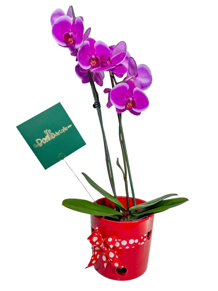 Orquídea a Domicilio en CDMX