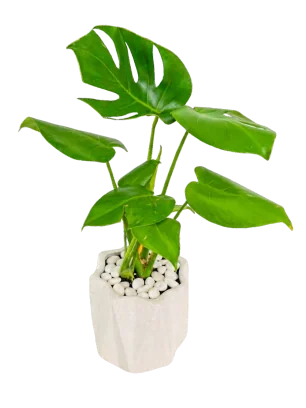 Monstera Deliciosa en Maceta Geométrica