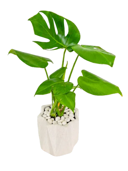 Monstera Deliciosa en Maceta Geométrica