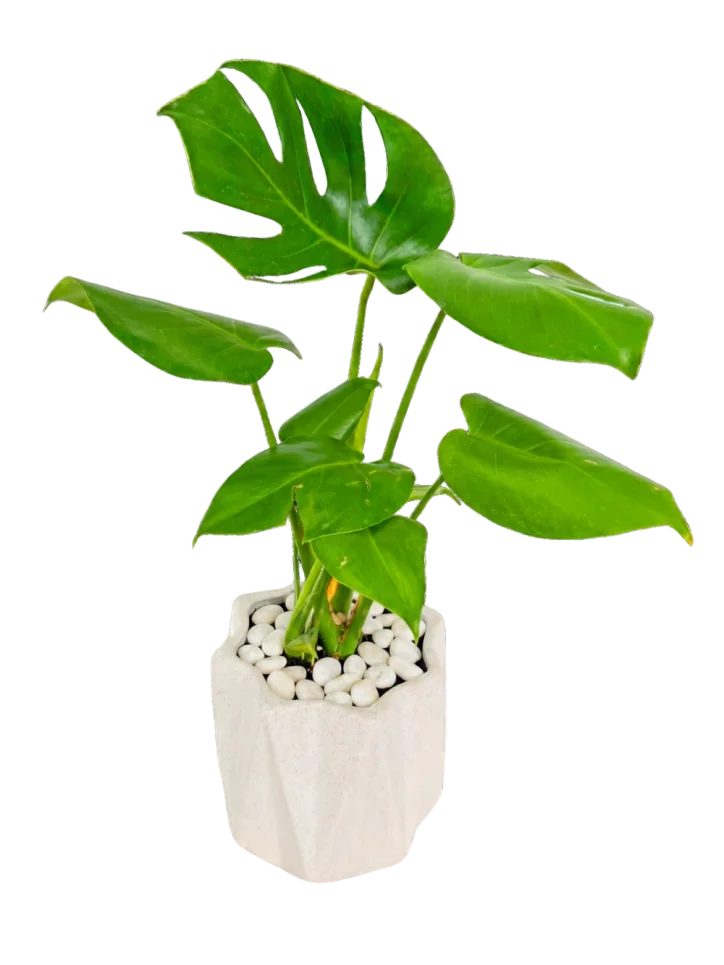 Monstera Deliciosa en Maceta Geométrica