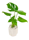 Monstera Deliciosa en Maceta Geométrica