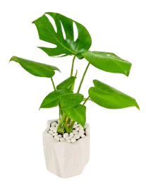 Monstera Deliciosa en Maceta Geométrica