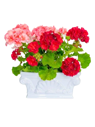 Geranios Bicolor Jardinera Clásica CDMX