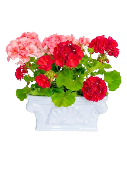 Geranios Bicolor Jardinera Clásica CDMX