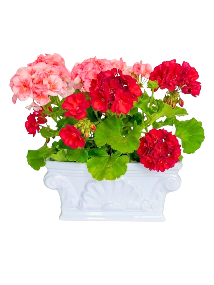 Geranios Bicolor en Jardinera Clásica