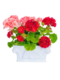 Geranios Bicolor en Jardinera Clásica