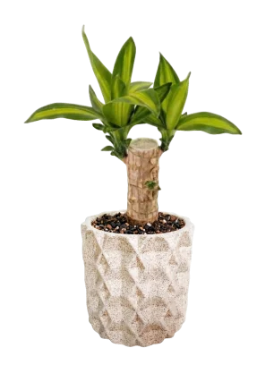 Palo de Brasil Maceta Texturizada