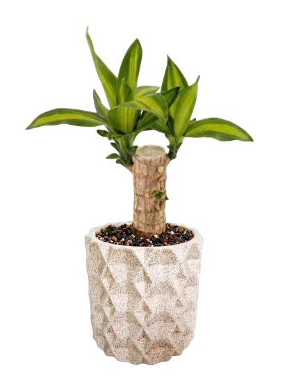 Palo de Brasil Maceta Texturizada