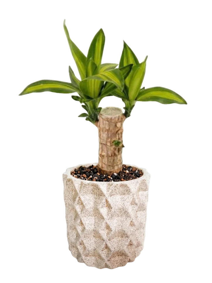 Palo de Brasil Maceta Texturizada