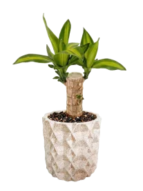 Palo de Brasil Maceta Texturizada