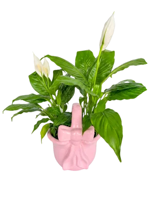 Cuna de Moisés a Domicilio CDMX