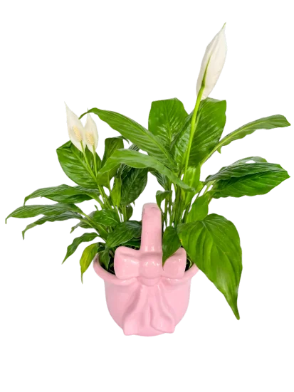 Cuna de Moisés a Domicilio CDMX