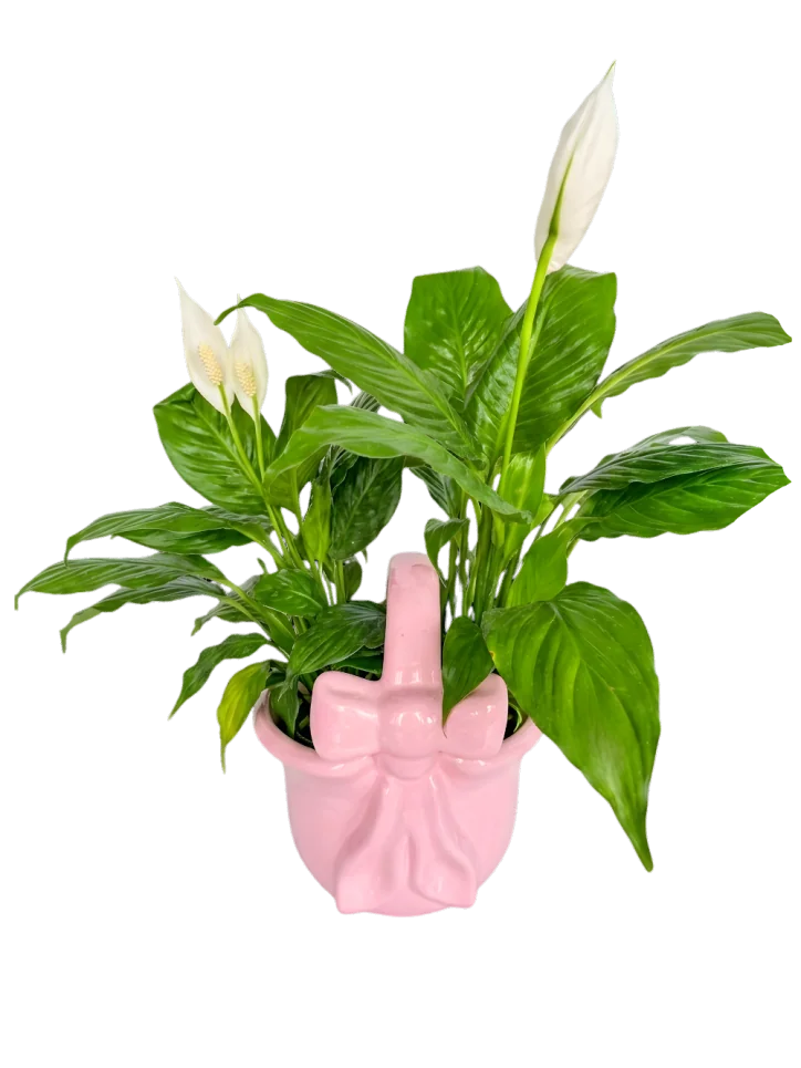 Cuna de Moisés a Domicilio CDMX