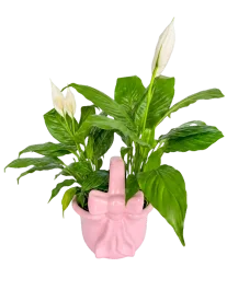 Cuna de Moisés a Domicilio CDMX