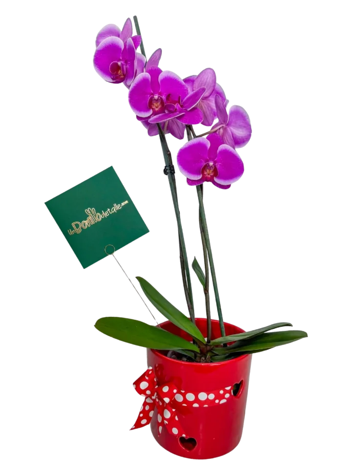 Orquídea a Domicilio en CDMX Orquídea a Domicilio en CDMX