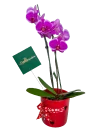 Orquídea a Domicilio en CDMX