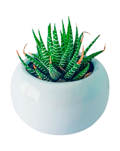 Extra Plantita Suculenta