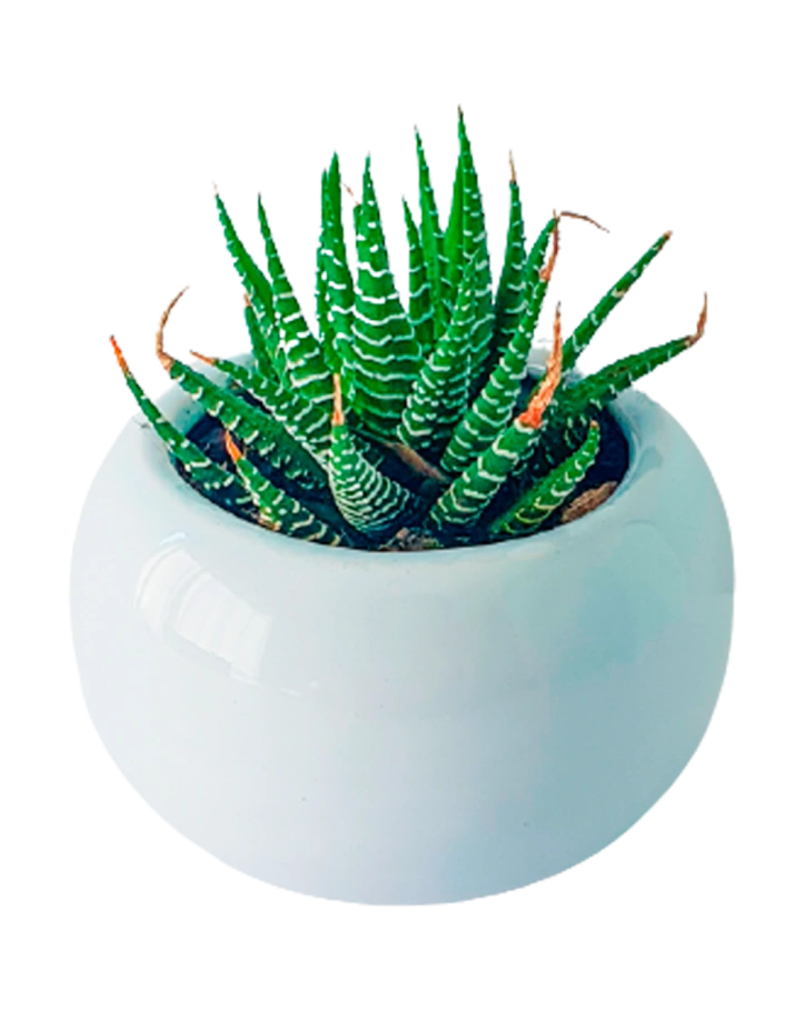 Extra Plantita Suculenta