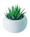 Extra Plantita Suculenta