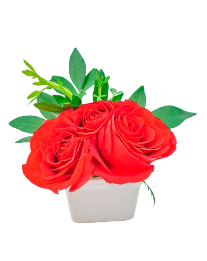 Extra Rosas en Maceta