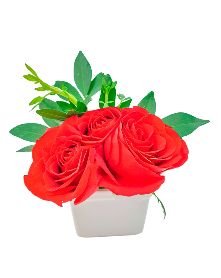 Extra Rosas en Maceta