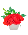 Extra Rosas en Maceta