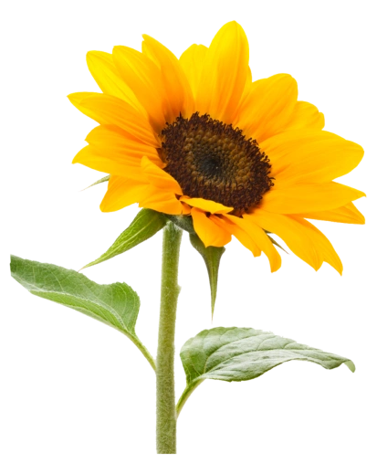 Extra Girasol Mediano