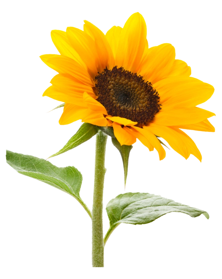 Extra Girasol Mediano