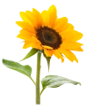 Extra Girasol Mediano