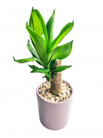 Palo de Brasil en Maceta