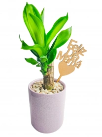 Palo de Brasil en Maceta