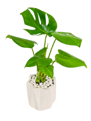 Monstera Deliciosa en Maceta Geométrica