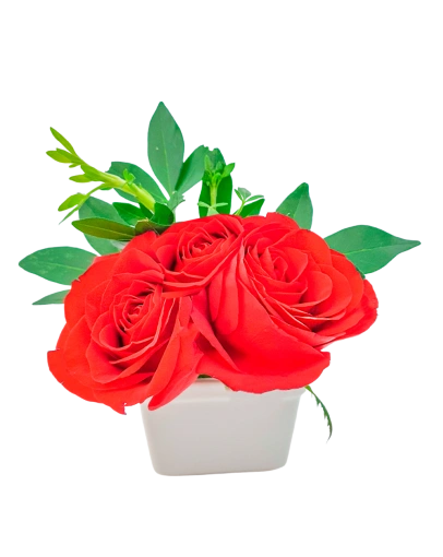 Extra Rosas en Maceta